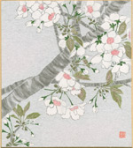桜樹