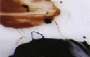 「かぶれにく漆」透漆（茶色）と黒漆を白いアクリル板の上で広げ、色を比較した画像