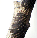 漆（樹液）を採取した後の漆の木の写真